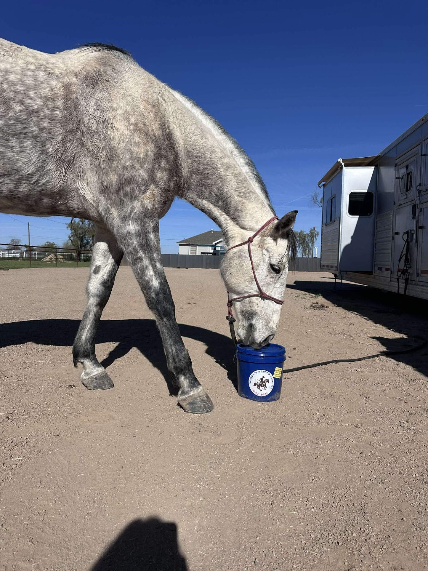 Sidney's Bronco Tamers Horse Treats